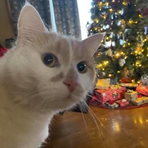 Meet your Posher, Isabella